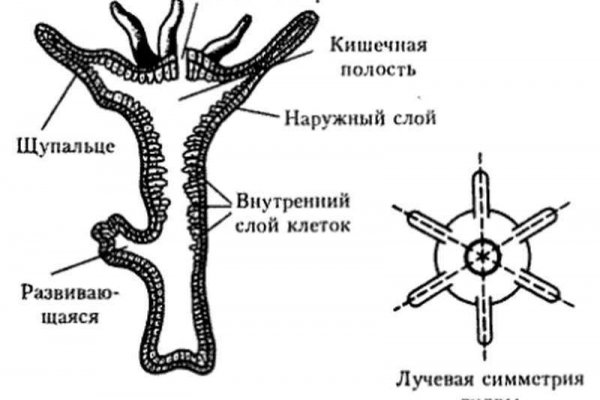 Вход кракен код